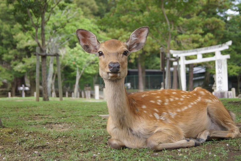 奈良の鹿